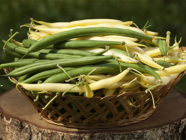 Close-up of high-quality yellow beans